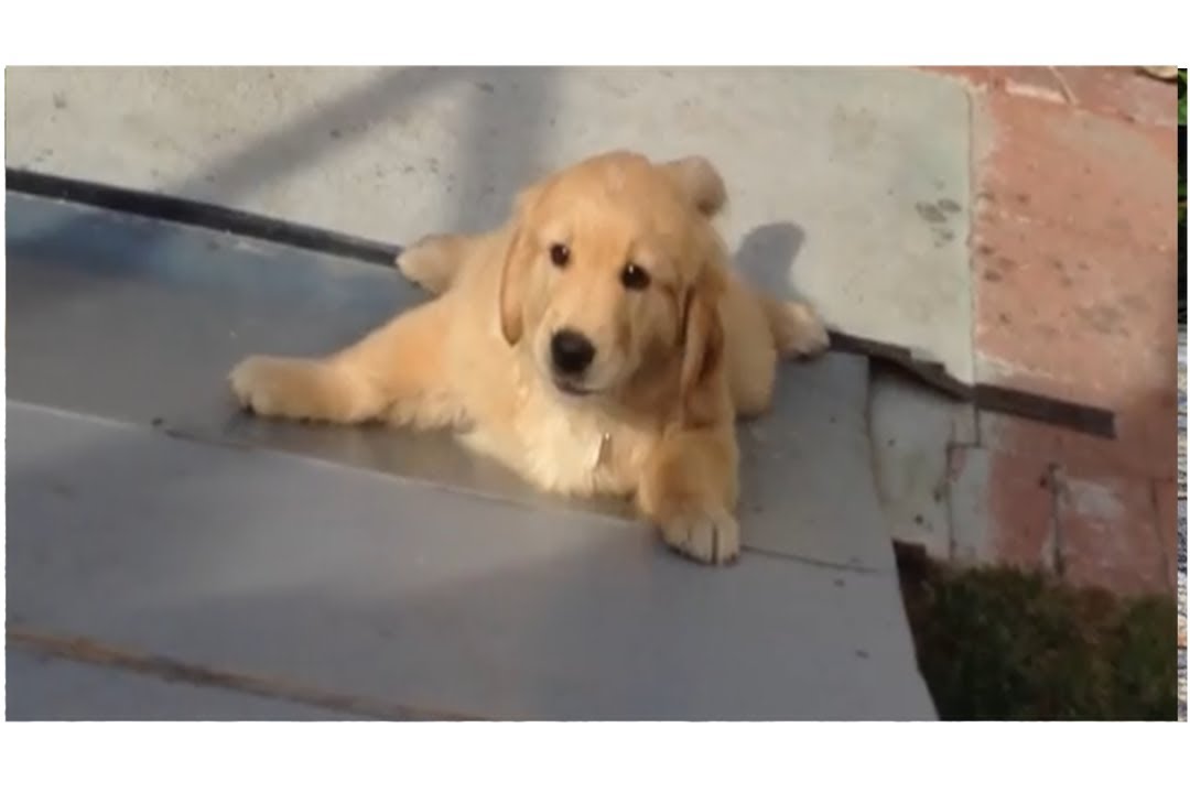 Golden Retriever Pup Trying To Climb The Skate Ramp Is The Best Thing You'll See Today! #SoCute!