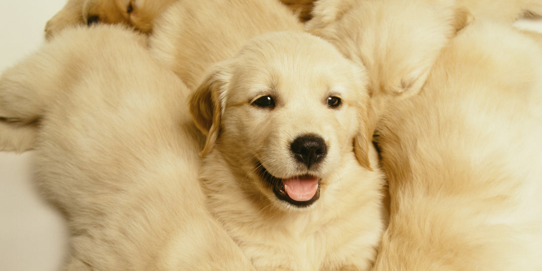 Top 8 Adorable Golden Retriever Puppies Who Will Blow Your Mind!