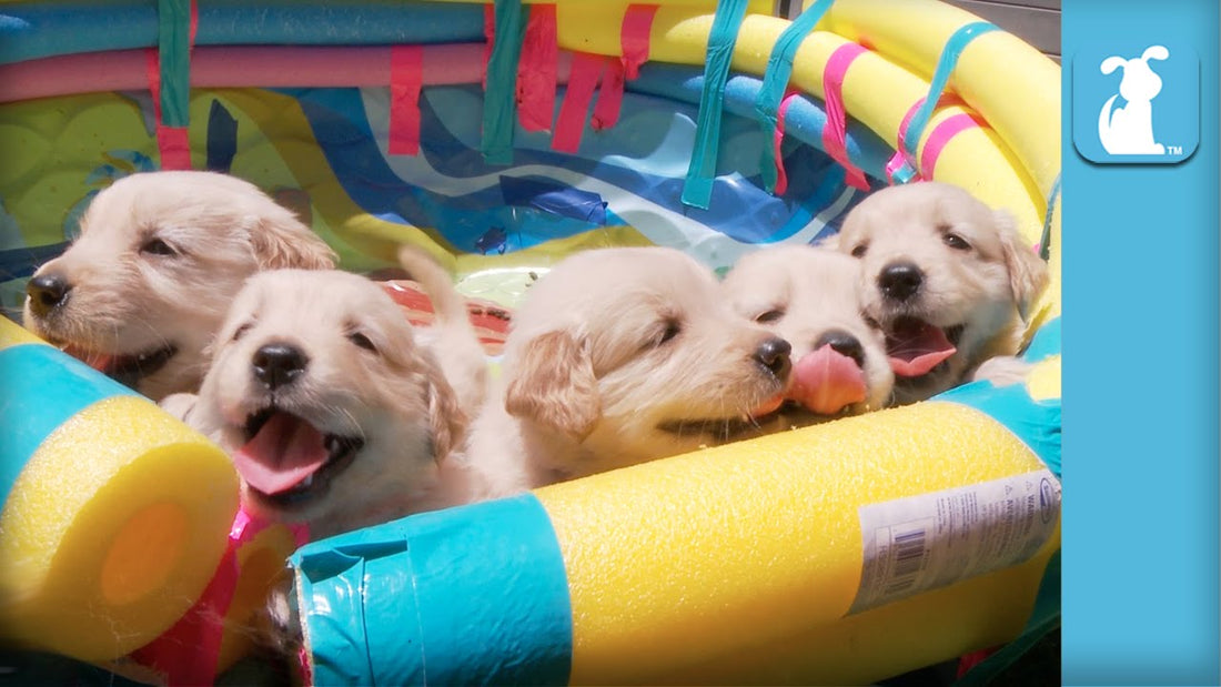 Golden Retriever Puppies Were Born From Fluffy Clouds! Here's Proof!
