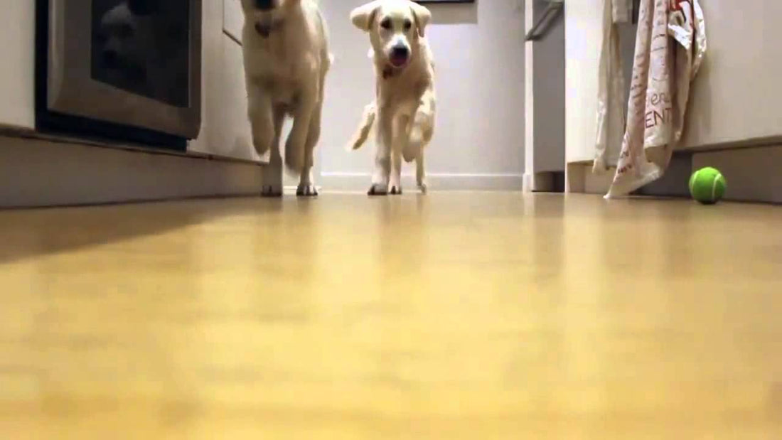 Golden Retriever Pups Running For Dinner In A Time Lapse Style Is The Best Thing You'll See Today!