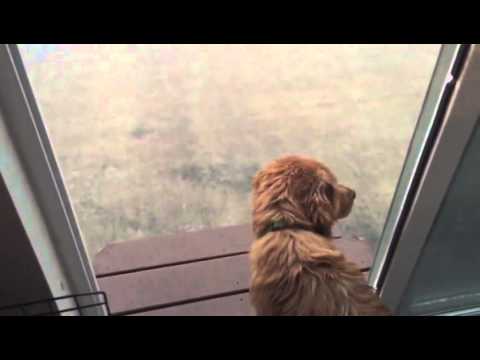 Golden Retriever Sees Rain For The First Time And Has The BEST Reaction!