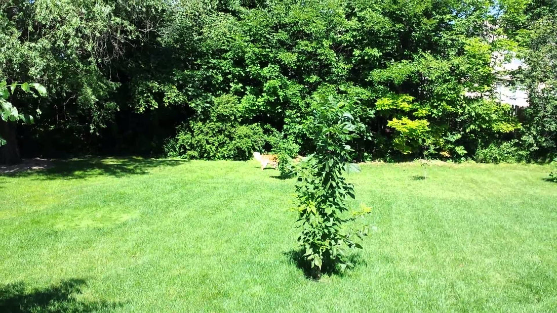 Golden Retriever Walks In The Garden - Knows The Importance Of Green Grass Under The Morning Sun!