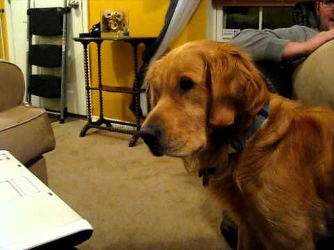 Golden Retriever Watching Himself On The Laptop Is The Best Thing You'll See Today!