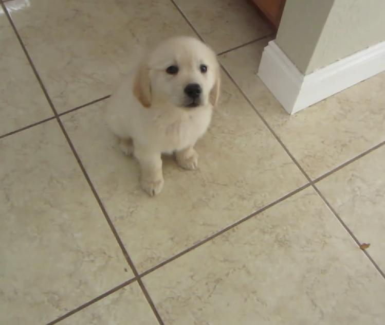 8 Weeks Old Golden Retriever Already Knows Sit, Stay, and Come Commands!