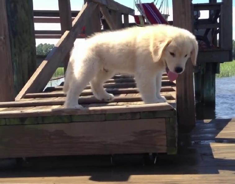 This Golden Retriever Puppy’s Adventures Will Make Your Day!