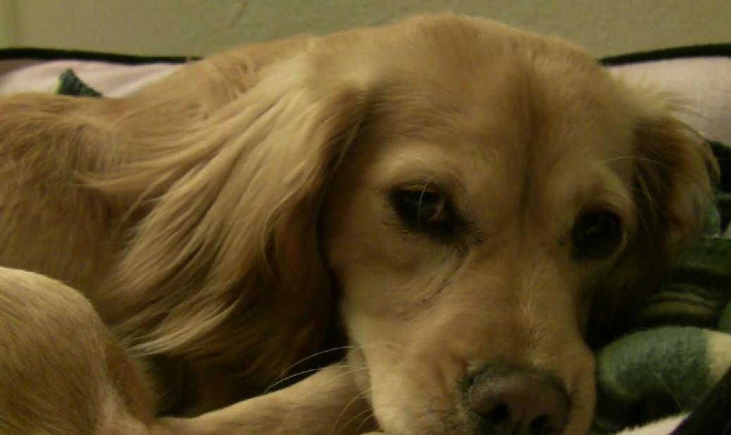 This Golden Retriever Cocker Spaniel Mix Is Trying To Take A Nap But His Person Had Different Plans!