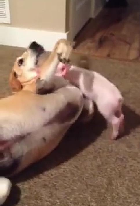 This Yellow Lab Is Super Exited About His New Unusual Friend!