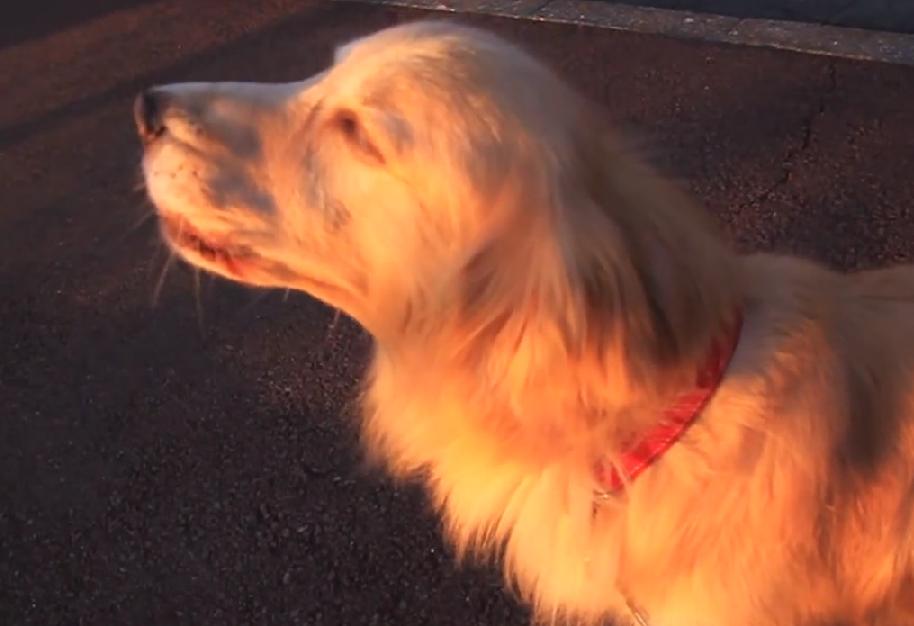 This Golden Retriever Thinks He's An Ambulance And It's Just Adorable!