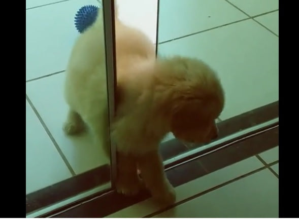 This Adorable Golden Retriever Puppy Proves That Anything Is Possible!