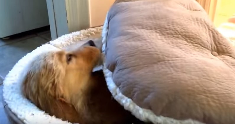 Brady The Golden Retriever Puppy Really Hates Mondays!