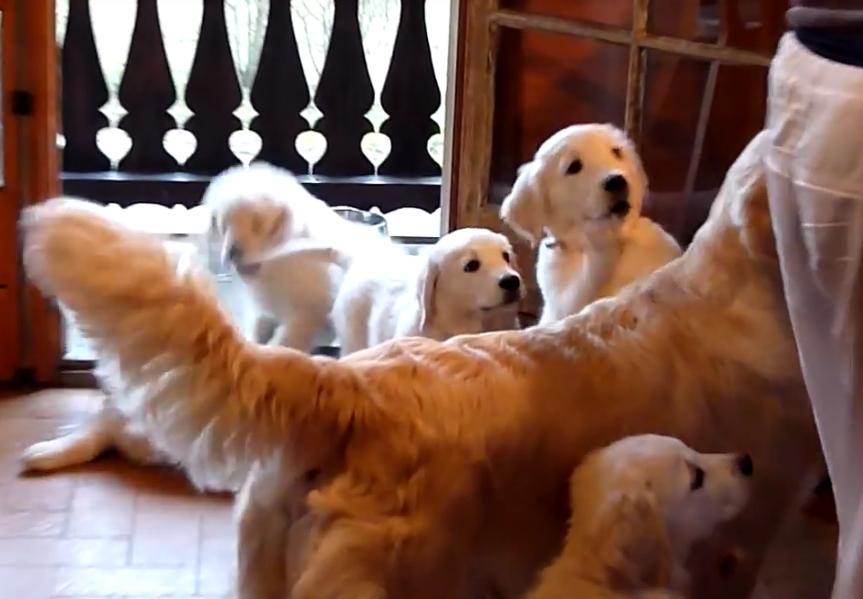 Watch This Video To See How These Adorable Golden Retrievers Are REALLY Looking Forward To Their Meal!