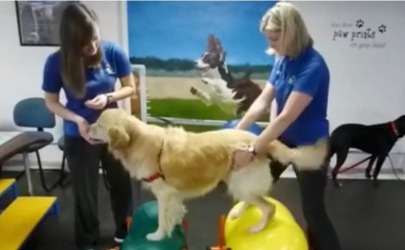 Awesome Doctors Help Golden Retriever Triumph Over Paralysis!!