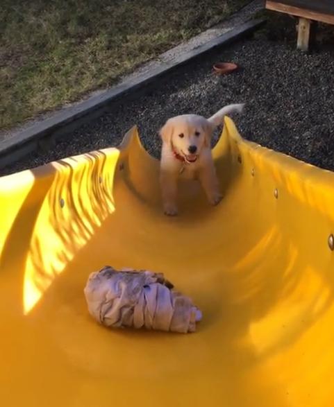 This Golden Retriever Puppy Isn’t Quite Sure How Slides Are Supposed To Work!