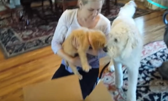 Family Surprises Their Dog With A Puppy!