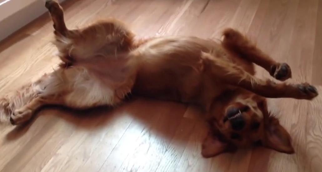 This Golden Retriever Is Mad At Her Human For Working Late, And She Has Her Own Way Of Showing Her Disappointment!