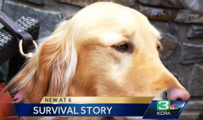 Golden Retriever Returns Home After Going Missing For Two Years!