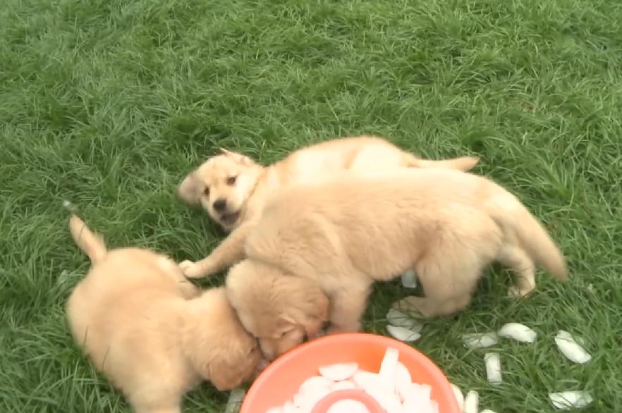 Gorgeous Golden Retriever Puppies Playing With Ice Cubes!