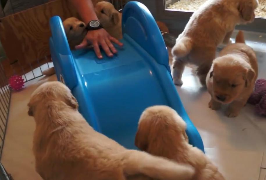 Cute Golden Retriever Puppies Are Trying To Figure Out A Slide!