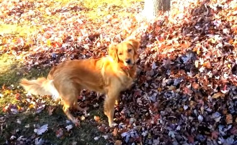 This Adorable Golden Retriever Is Playing "Find The Ball In The Leaves!"