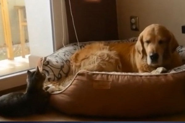 The Most Tolerant Golden Retriever You Will Ever See! He Has The Most Adorable Reaction, While Being Constantly Pestered By A Cat!