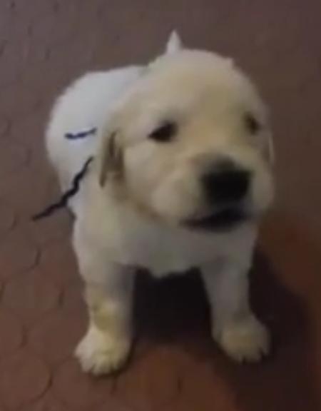 This Is Adorable! 3 Week Old Golden Retriever Puppy Arguing With Mom!