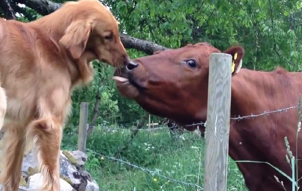 This Golden Retriever Is In Love With A Cow!