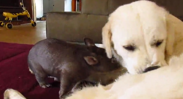 This Baby Wombat Just Wants To Help Groom The Golden Retriever!