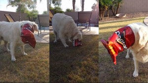 Chip Bag Gets Stuck On Golden Retriever’s Head!