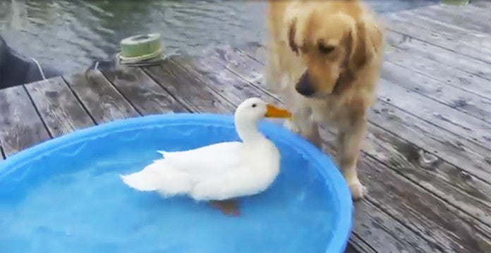 This Golden Retriever's Best Friend Is A Duck Who Thinks He's A Dog!