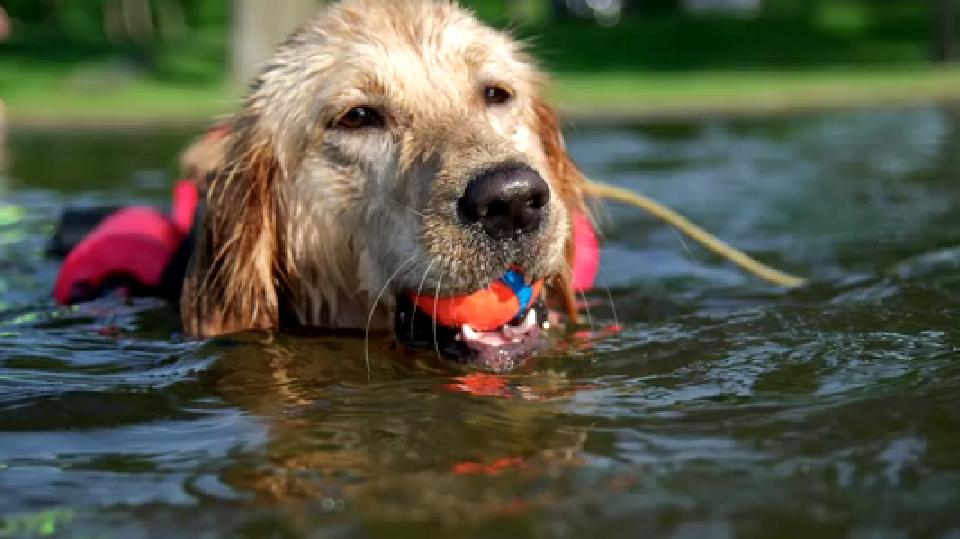 Must See! This Disabled Golden Retriever Learned To Do The Impossible!