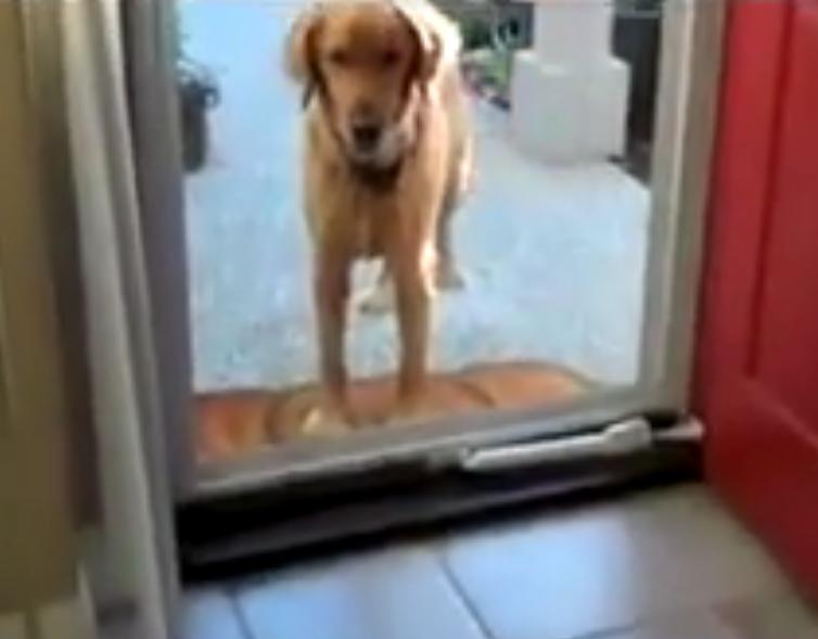 He Tries To Take His Golden Retriever For A Walk. What Stops Him? We’re In Stitches!