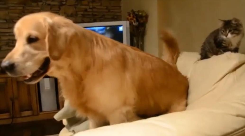 This Golden Retriever Is Having Some Tough Competition For The Couch Spot…From A Cat!