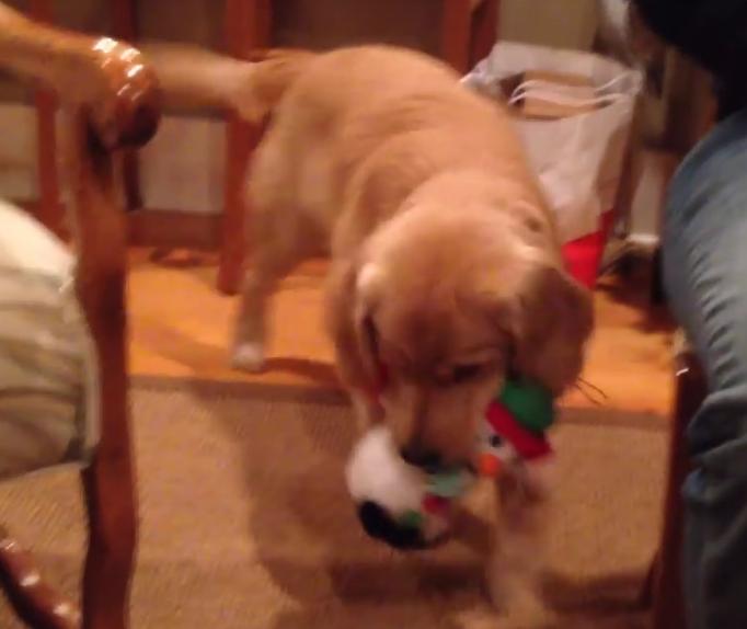 Video: Golden Retriever Puppy And His First Christmas Experience!