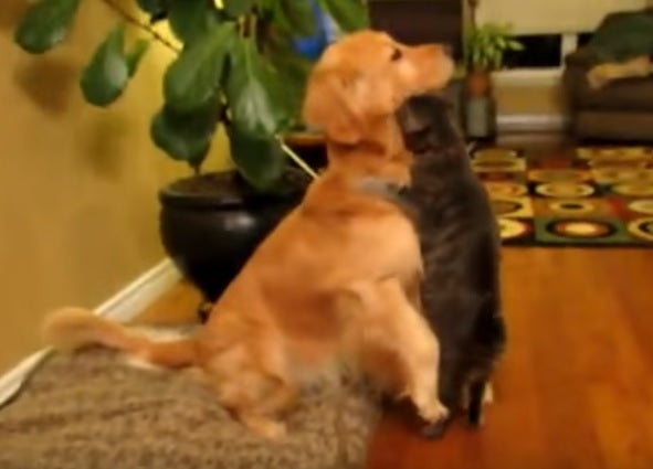 What This Cat Does To Show His Love For The Golden Retriever Will Surely Melt Your Heart!