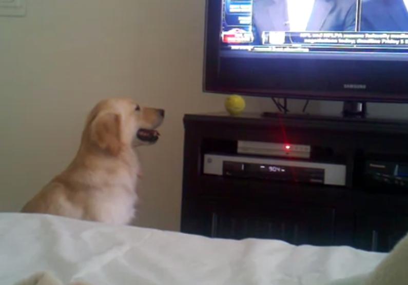 If You Want To Catch The Ball, You Have To Be The Ball! This Guy Caught His Golden Retriever Doing The FUNNIEST Thing!