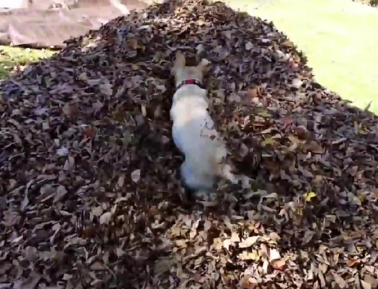 Watch How This Exited Yellow Lab Reacts At A Pile Of Leaves!