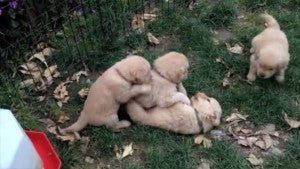 These Cute Golden Retriever Puppies Have Lots Of Fun Outdoors!