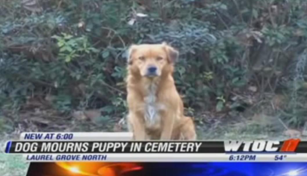 The Most Touching Story Ever! Golden Retriever Refuses To Leave Side Of Dead Puppy!