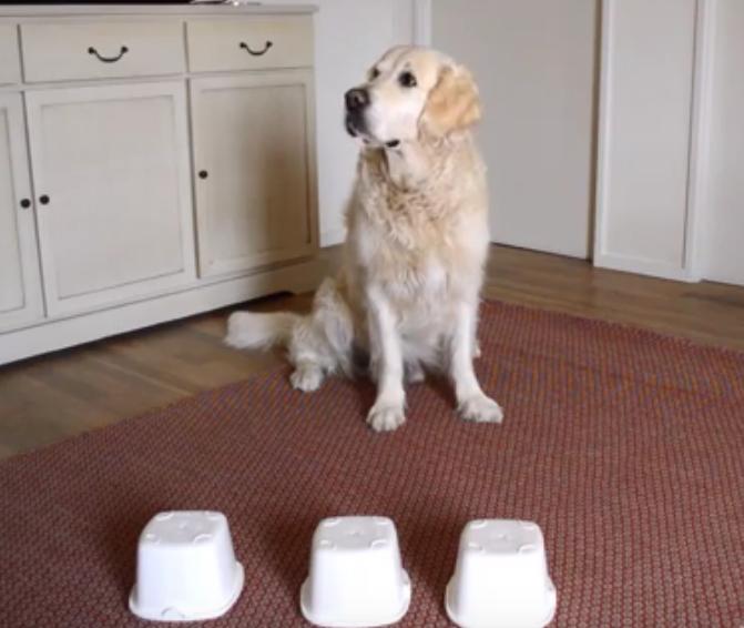 This Girl Is Testing Her Golden Retriever's Intelligence!