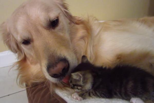 Golden Retriever Fosters Tiny Kitten And What Happens Next Is ADORABLE!