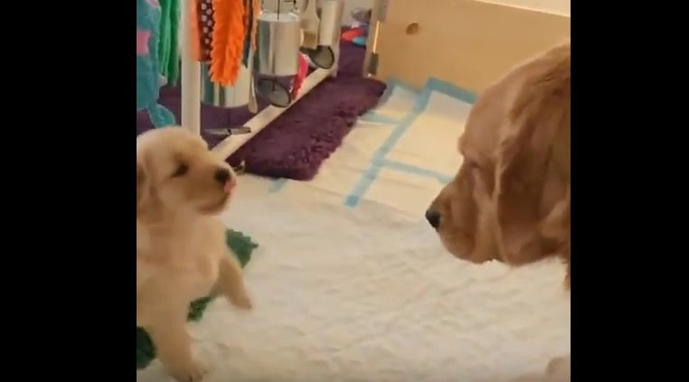 Cute Golden Retriever Puppy Loves Kissing Her Mama!