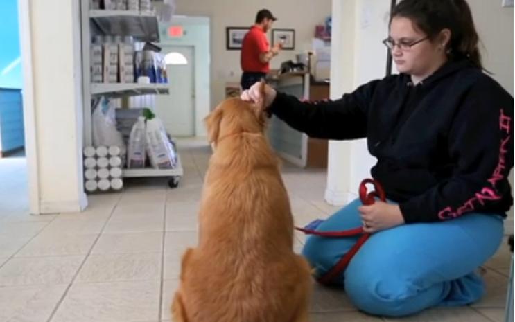 The Touching Story Of How This Golden Retriever Was Saved From A Dog Meat Farm!