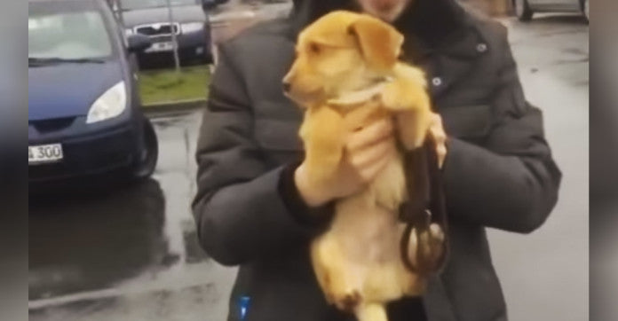 He’s Carrying His Golden Retriever Mix Puppy In The Rain. Keep Your Eyes On Those Little Paws!