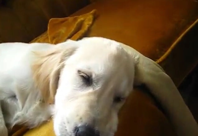Silly Little Golden Retriever Sings Along To Harmonica In His SLEEP!