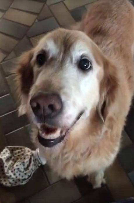 This Golden Retriever Has The Cutest Reaction After Hearing Her Cancer Results!