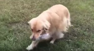 Golden Retriever Loves Recycling Water Bottles!