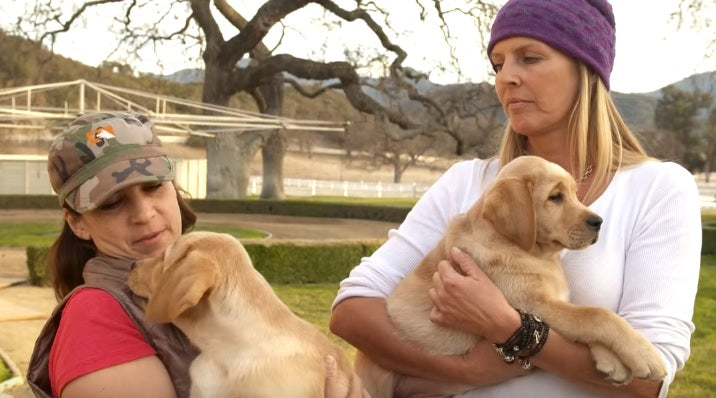 Behind The Scenes Of One Of The Best Labrador Retriever Ads Ever! – A ...