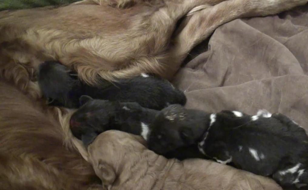 Golden Retriever Adopts And Saves 3 Wild Dogs In Oklahoma City Zoo!