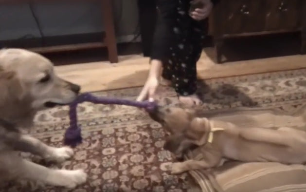 This Golden Wants To Teach His Little Puppy Sister A Thing Or Two About Tug Of War!