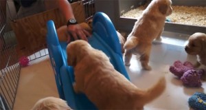 Golden Retriever Puppies Try Out The Mini Slide!